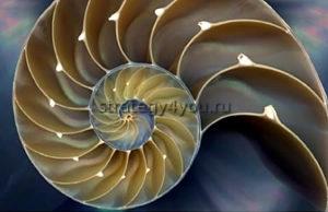 фракталы в природе