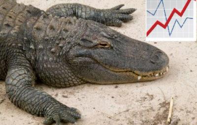 как использовать систему аллигатор